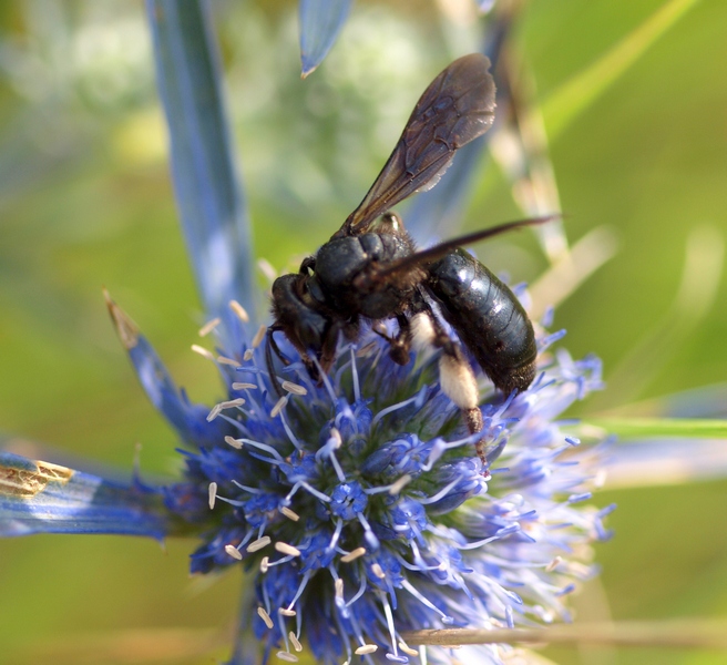 Andrena sp.
